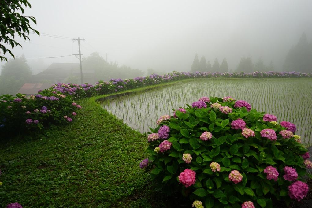 霧雨と田んぼと紫陽花