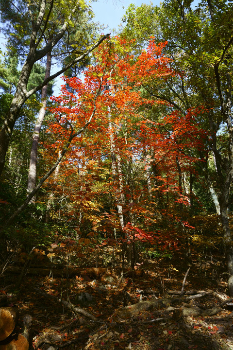 寒霞渓の紅葉