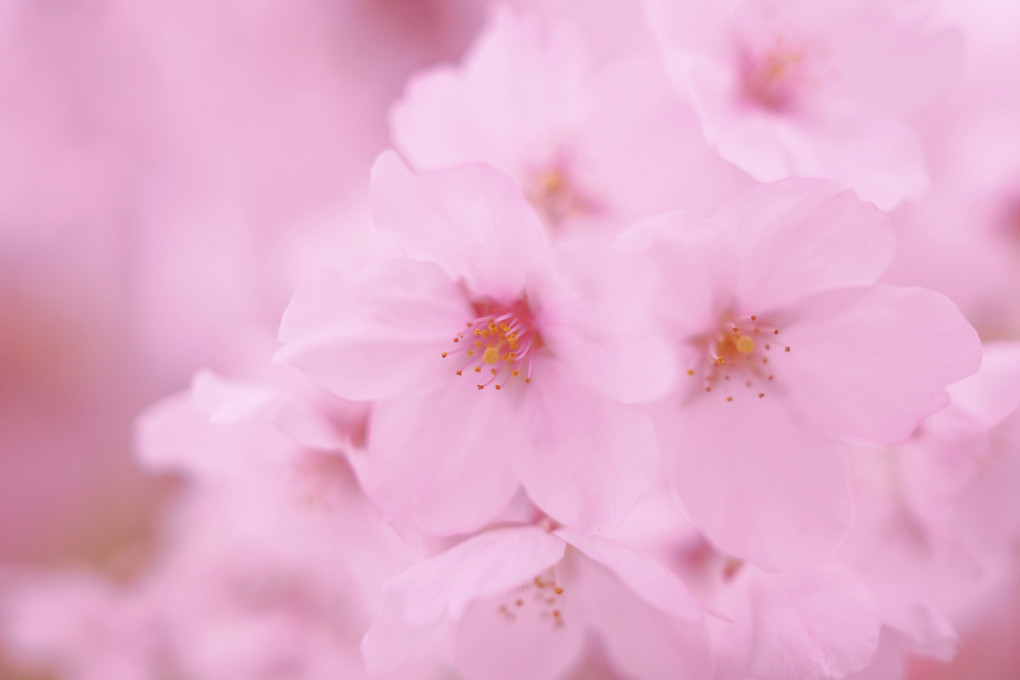 cherry blossoms