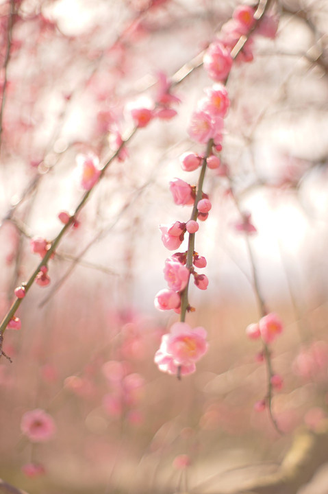 plum blossoms 2
