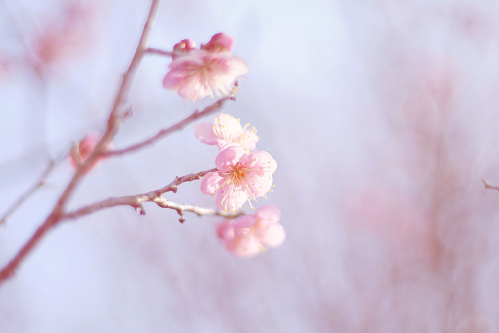 plum blossoms 