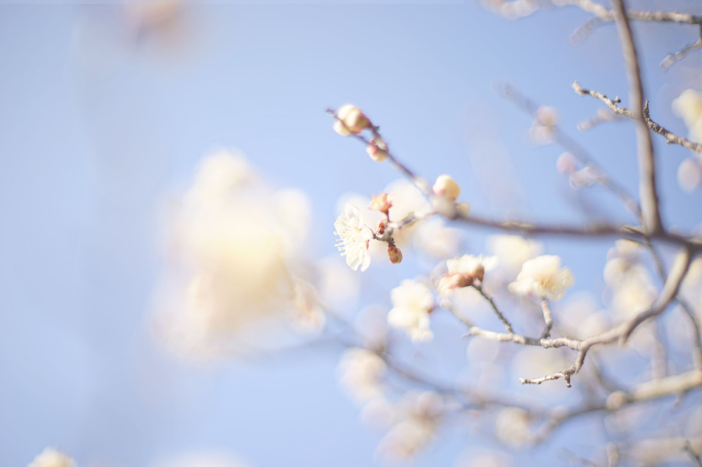 plum blossoms 