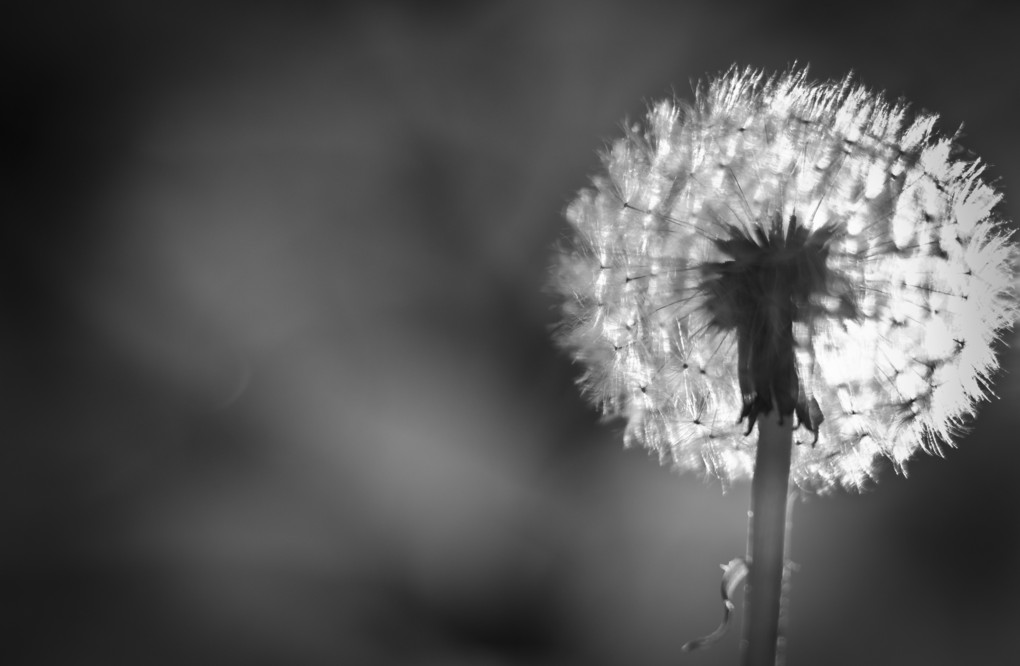 Dandelion