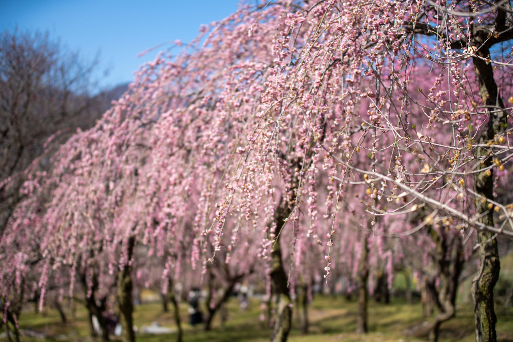 いなべ市梅林公園の梅