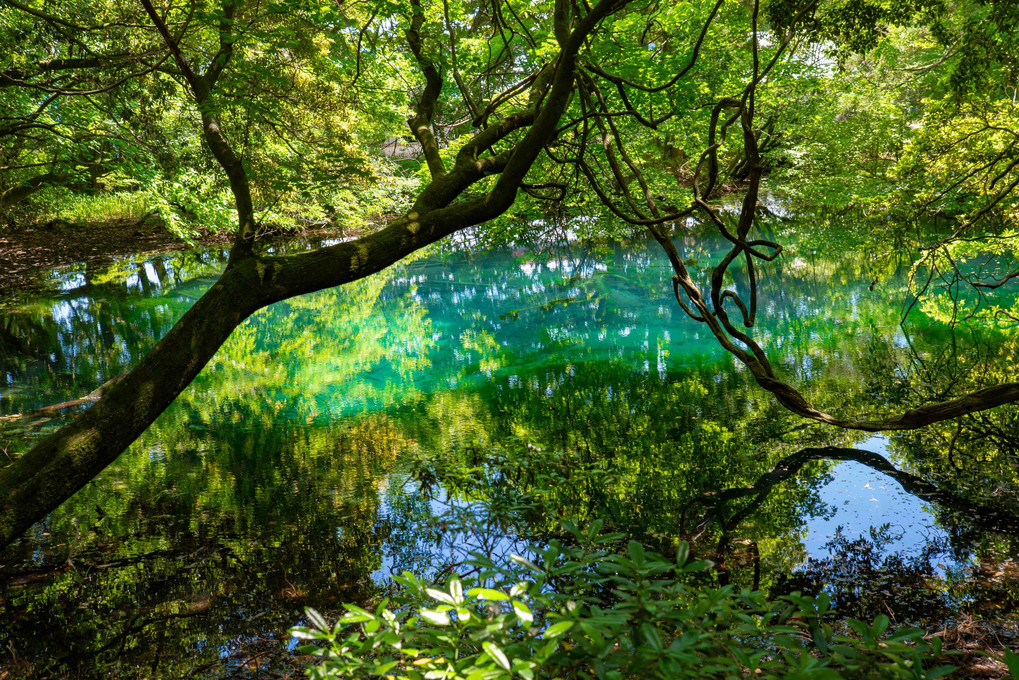 神秘の泉「丸池様」