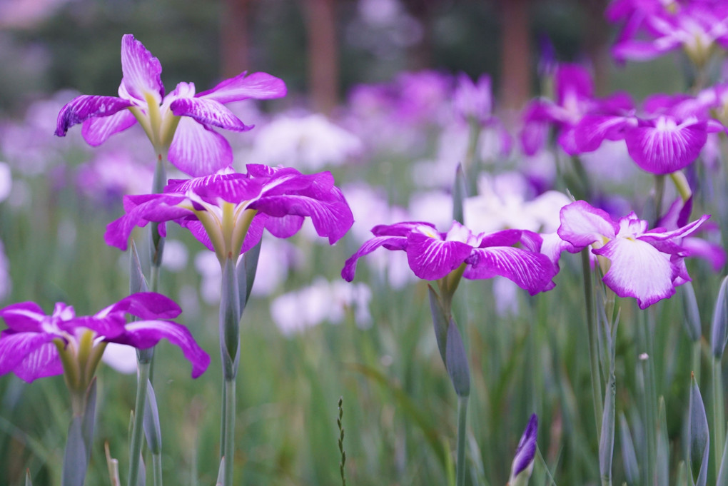 菖蒲園へお散歩