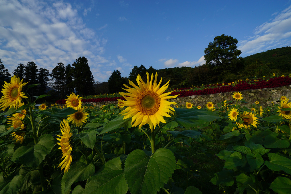 Sunflower blooming in autumn