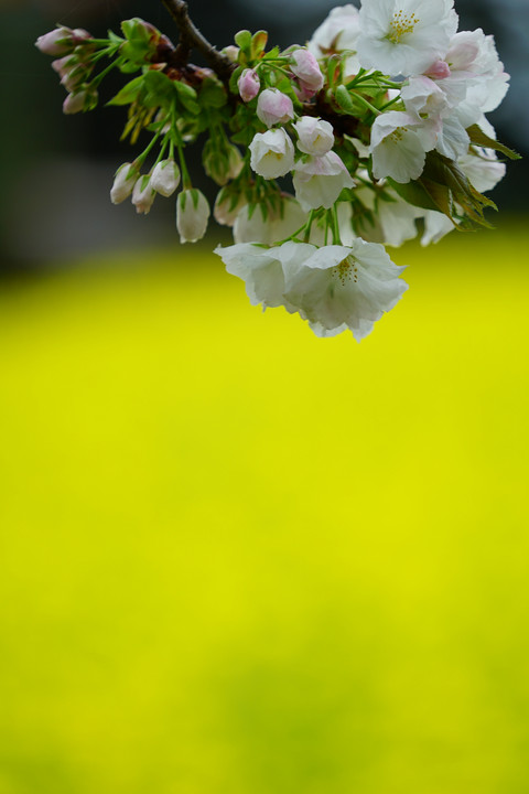 α体験会　～能古島で桜と菜の花撮影を楽しむ～