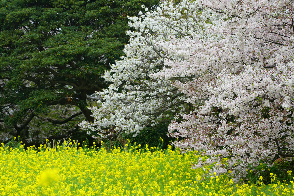 α体験会　～能古島で桜と菜の花撮影を楽しむ～