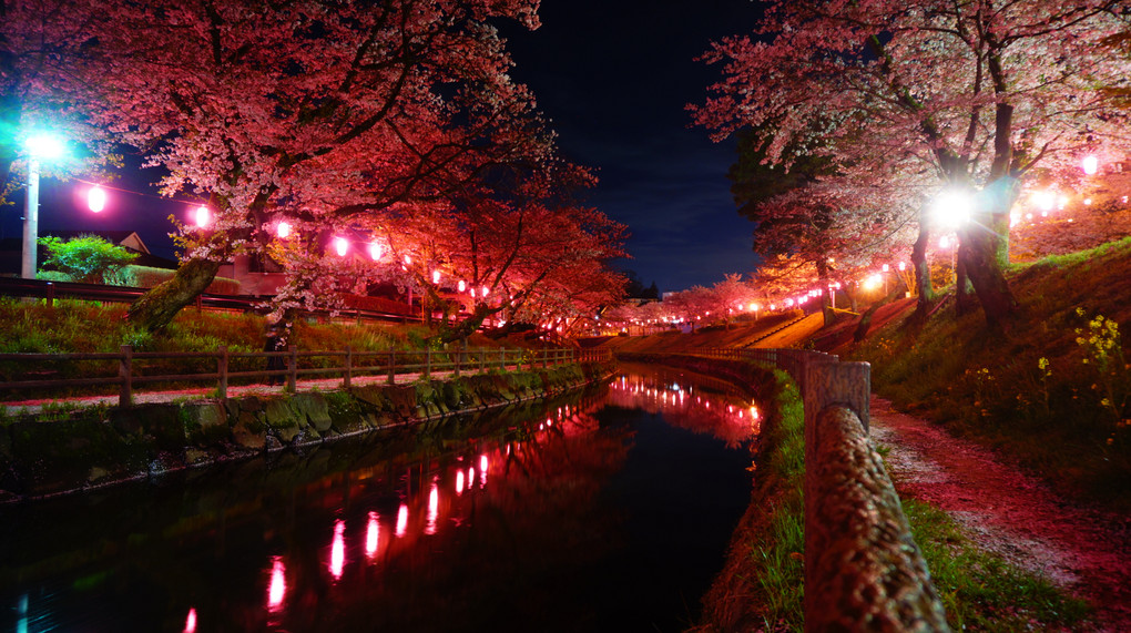 夜桜in行屋川