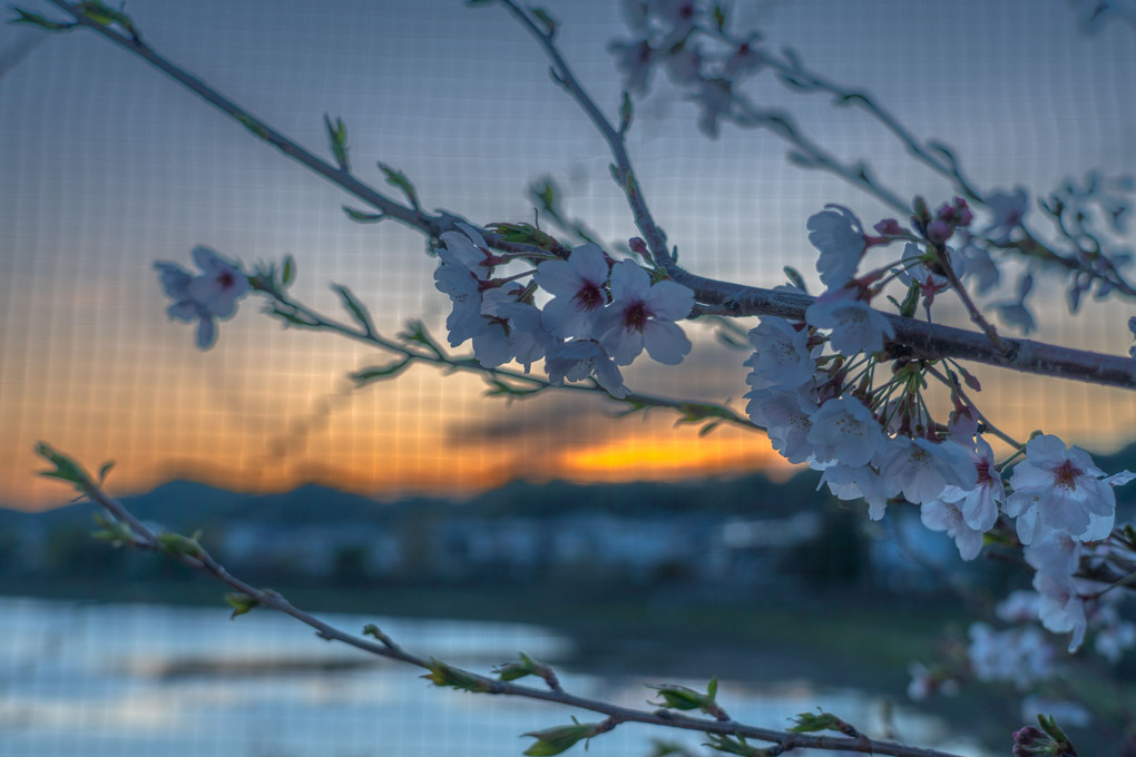 夕暮れの桜🌸