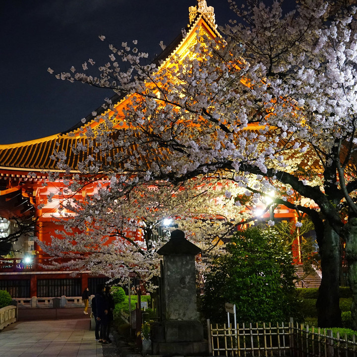 桜と仏閣