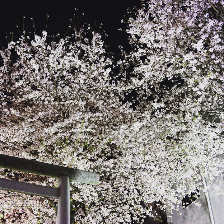 桜と仏閣
