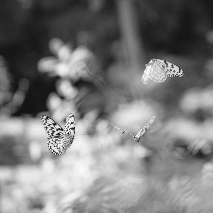 ももぐみさんの花と蝶＠多摩動物園