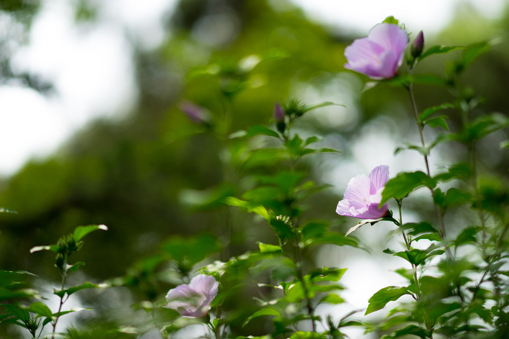 三溪園にて　花