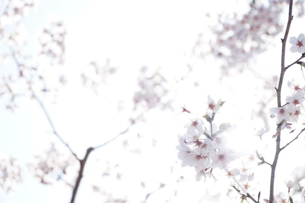 光と夢に包まれる桜