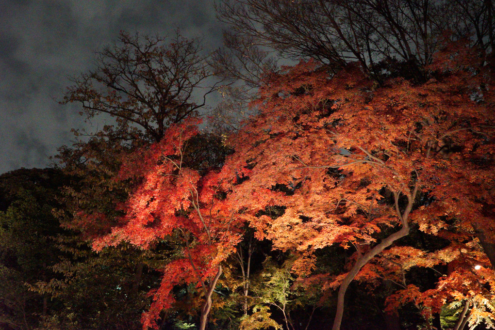 Lighting Autumn Leaves