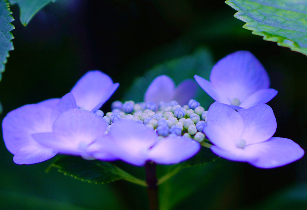 紫陽花　４種