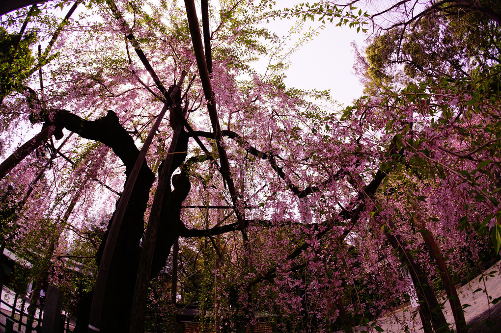 桜、フィッシュアイ