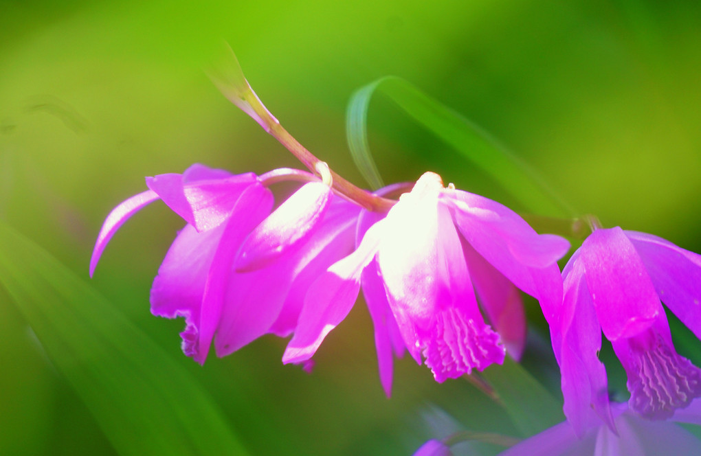 庭の紫蘭