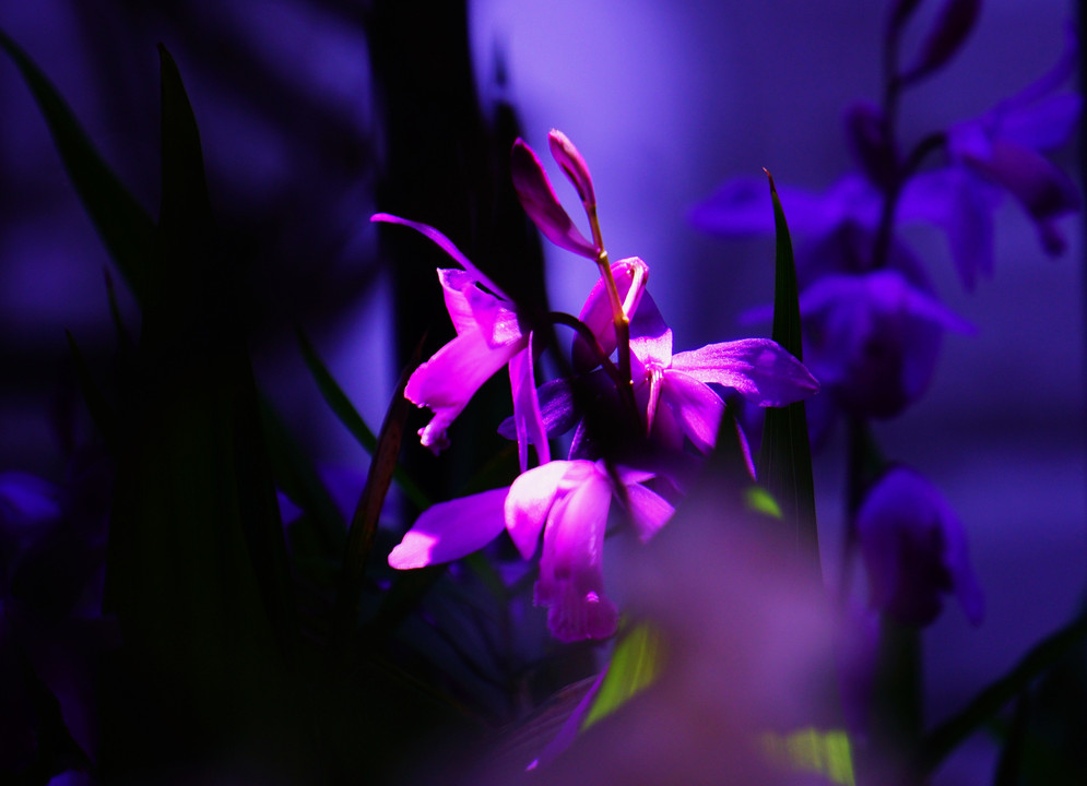 庭の紫蘭その２