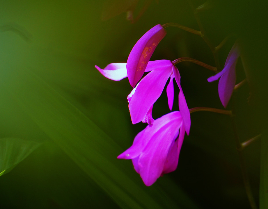 庭の紫蘭その２