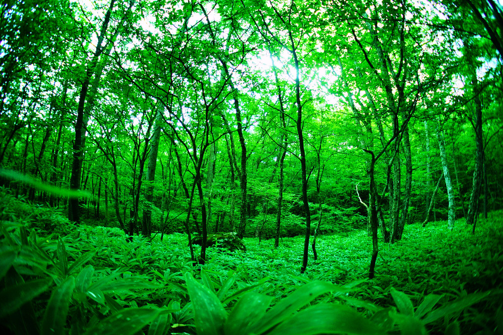 緑深き森