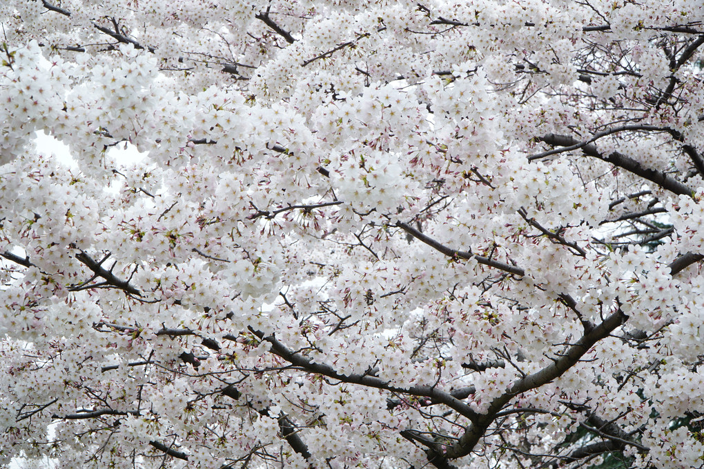 桜の季節3