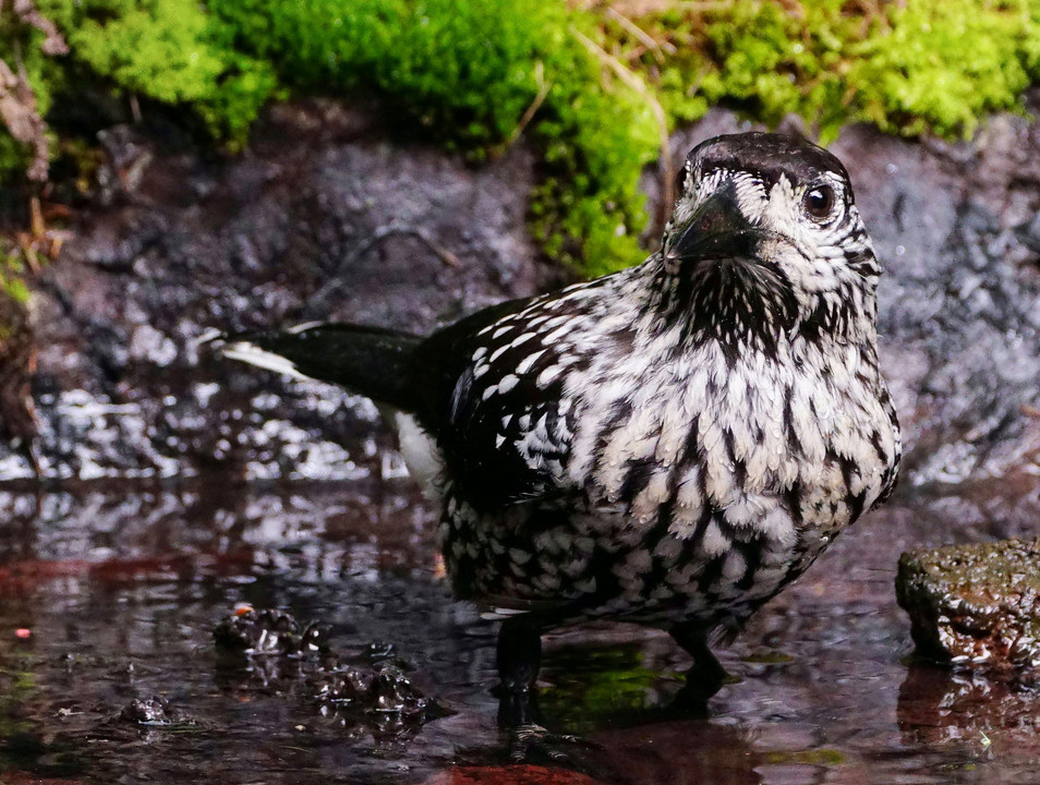 奥庭荘、水場の鳥たち 12 