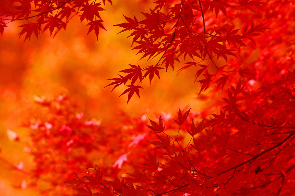 autumn in red...