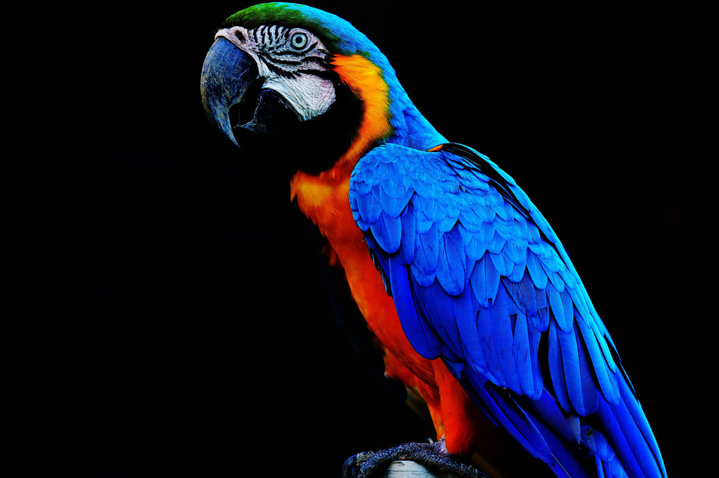 impressive colors_parrot ver.