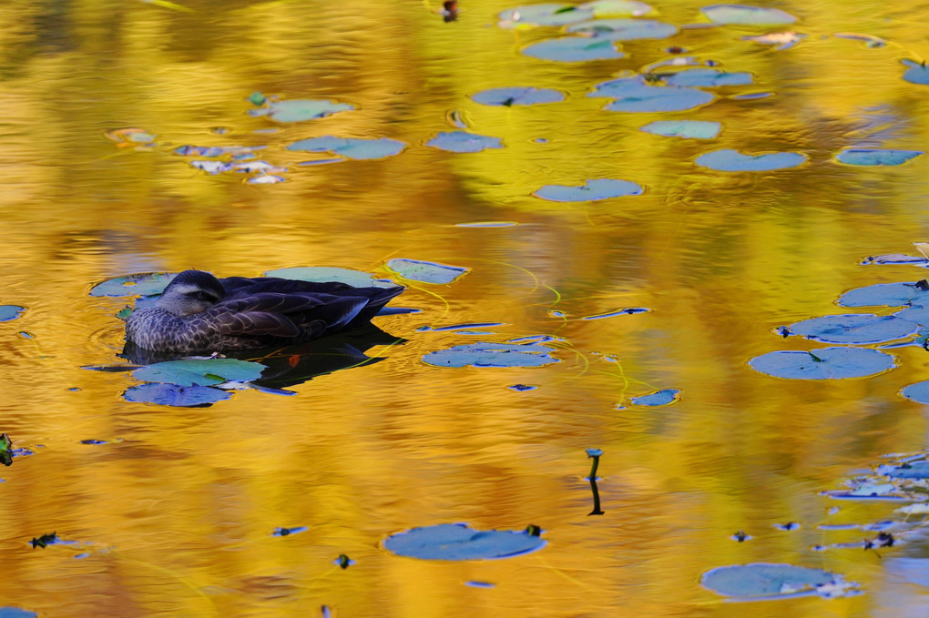 on golden pond...