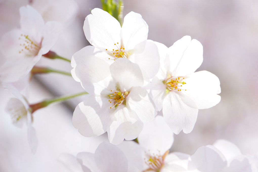桜の季節8