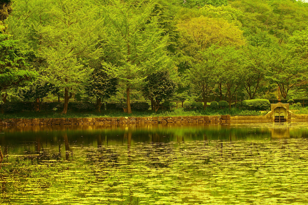 新緑に染まる池