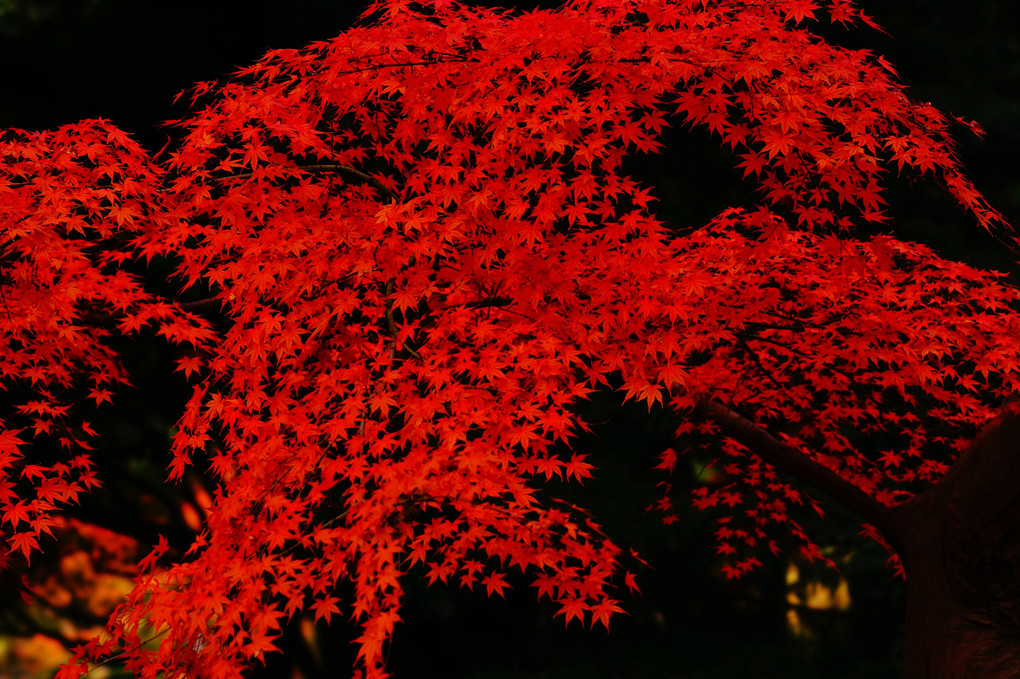 autumn red 