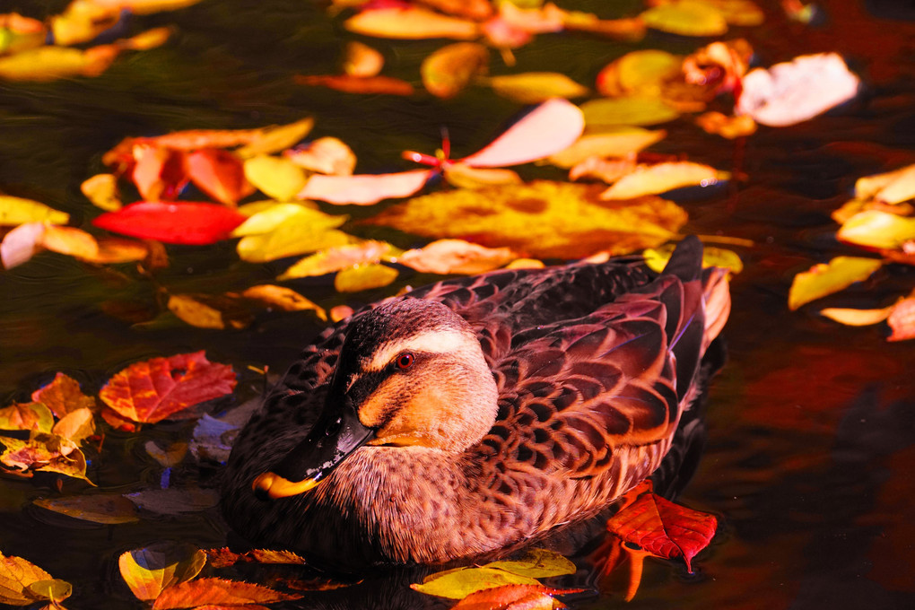 autumn pond...(interlude)