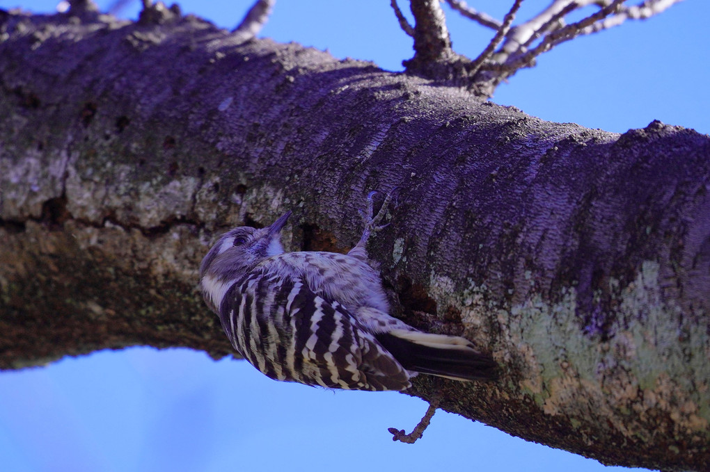 winter striped pattern