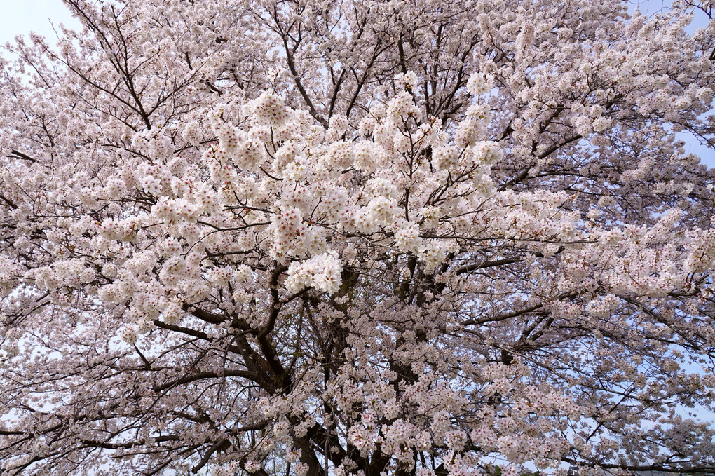 「一本桜」