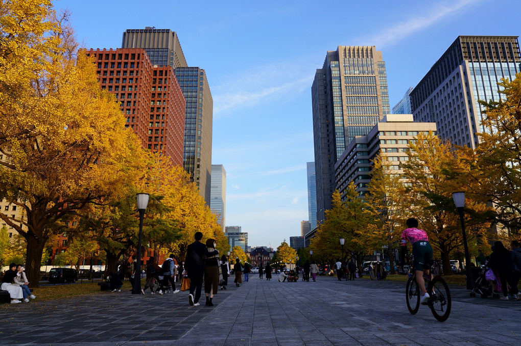 紅葉時期の丸の内