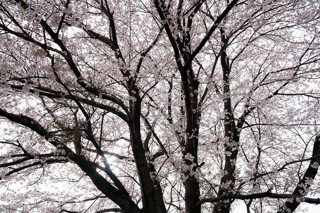 一本桜（part２）