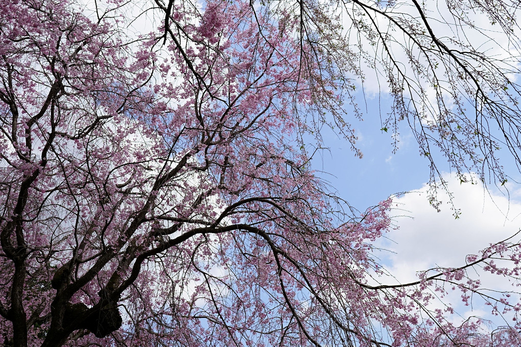 大樹（桜）
