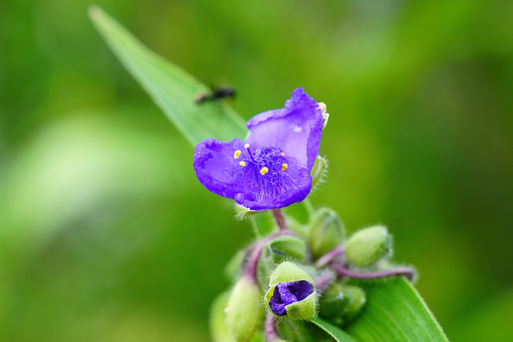 紫つゆ草と蟻