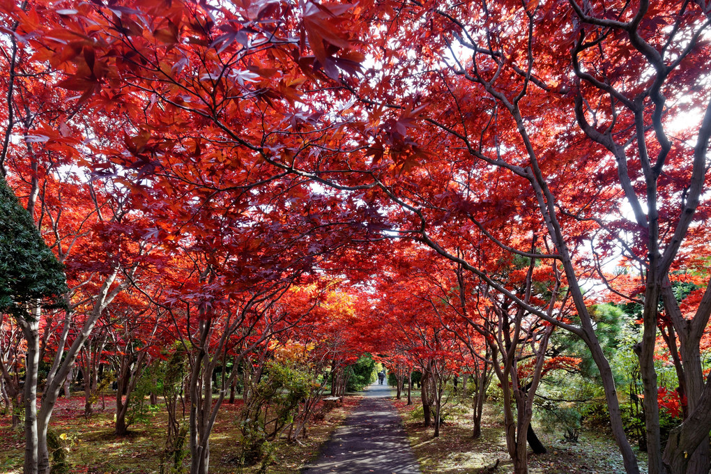 平岡樹芸センターその１