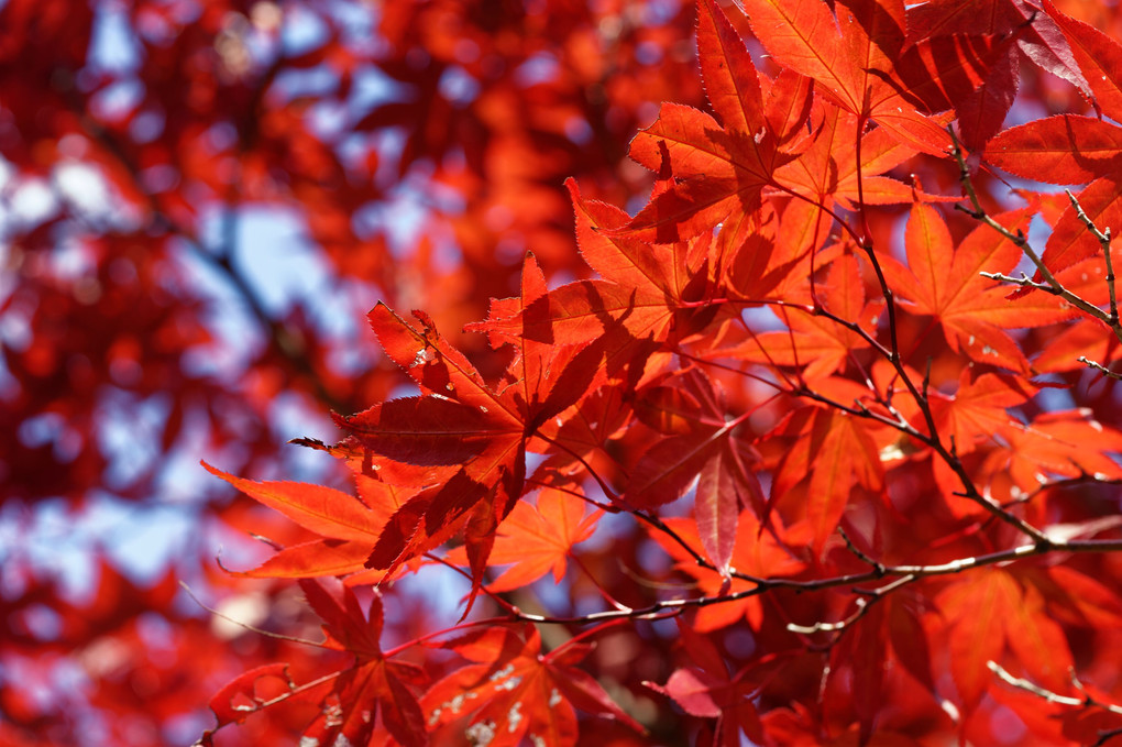 平岡樹芸センターその４