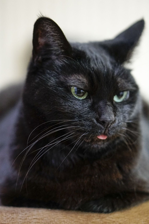 目立つ黒猫の舌