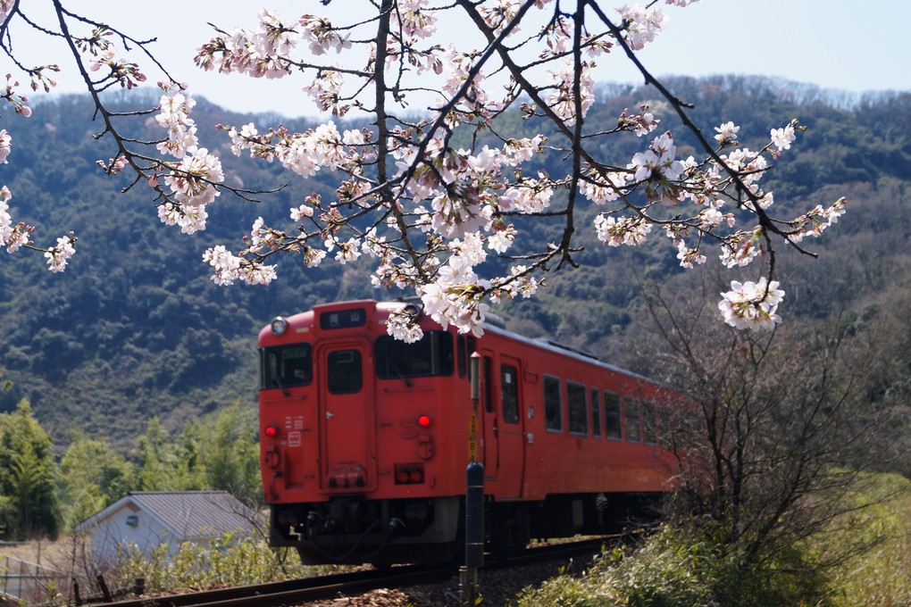 桜　鉄道