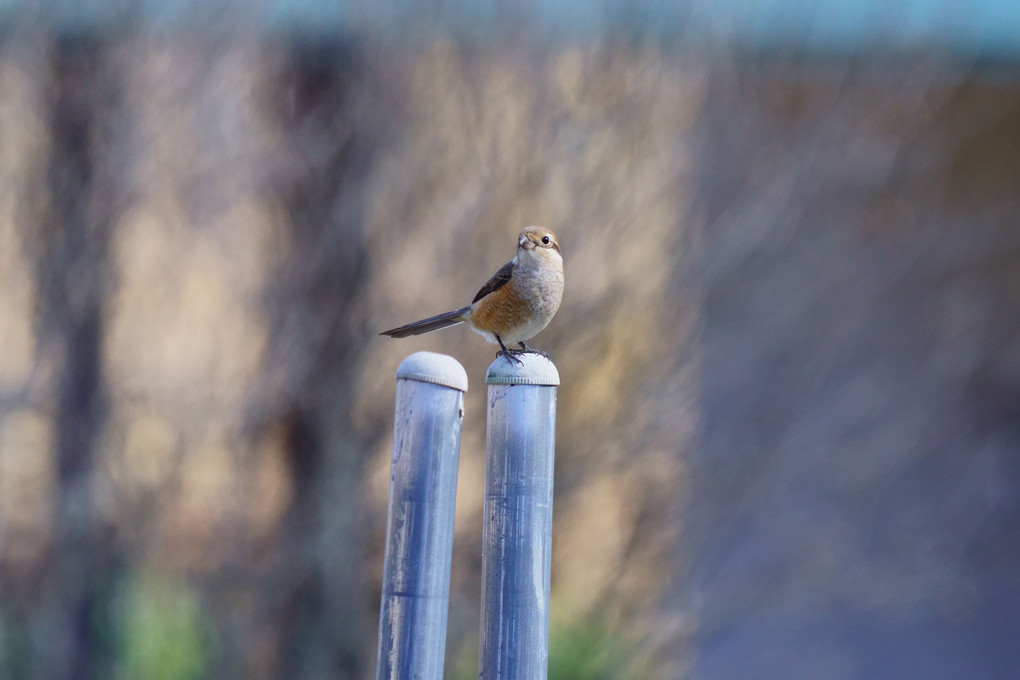 ２月の鳥たち