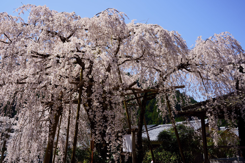 大和路　宝蔵寺の枝垂れ桜