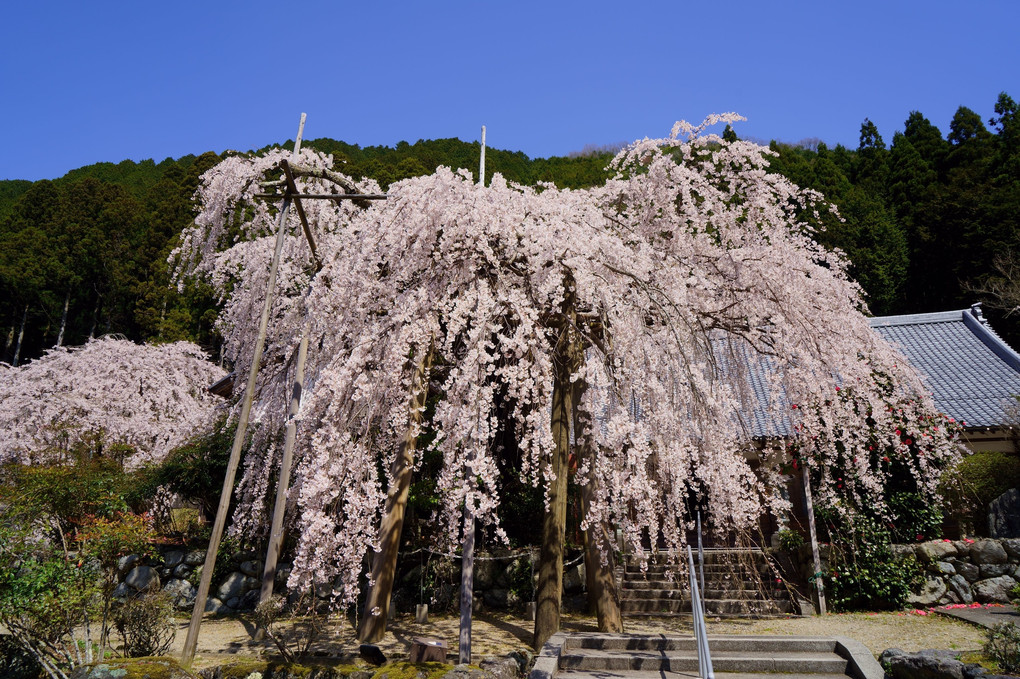 大和路　宝蔵寺の枝垂れ桜