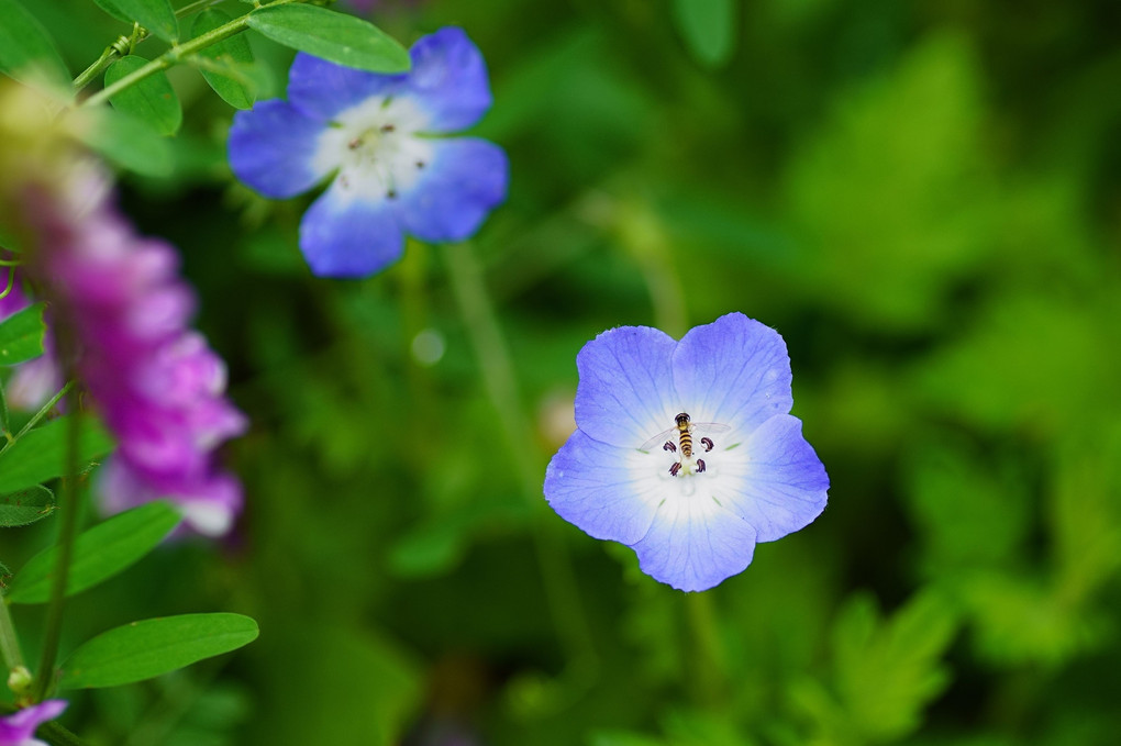 花と虫の季節